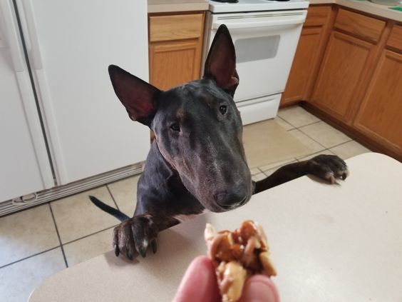 black English Bull Terrier looking at the food in its owner's hand