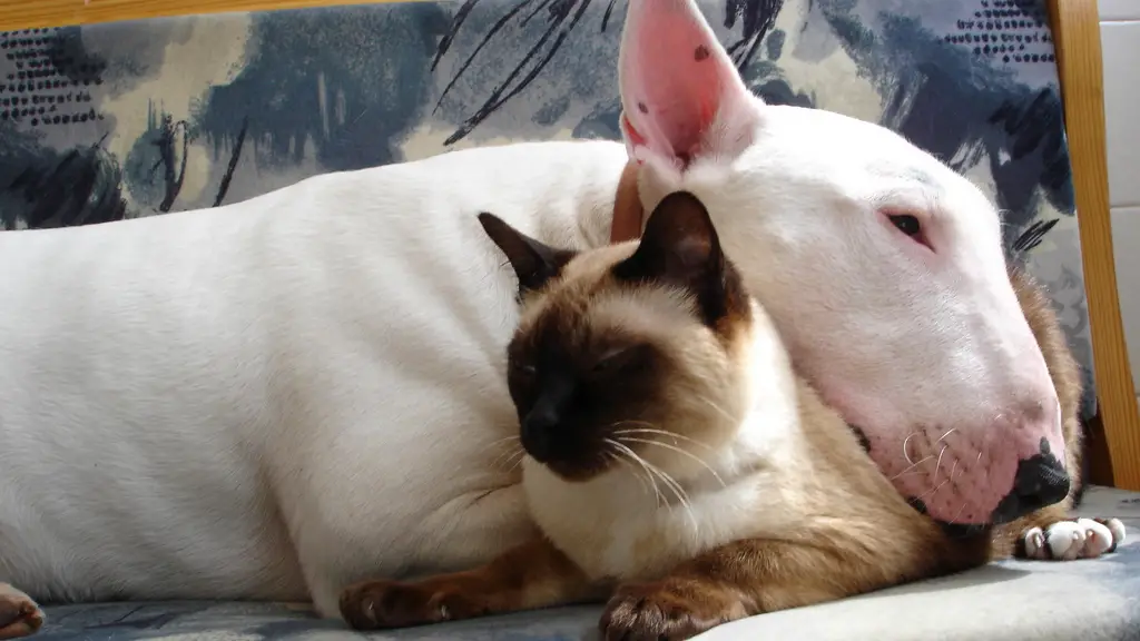 English Bull Terrier sleeping with its head on top of a cat in the couch