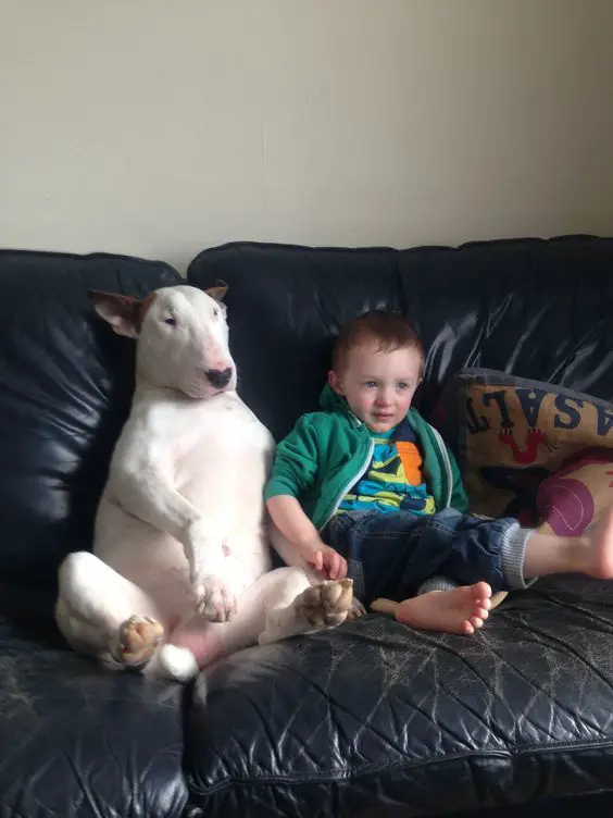 white English Bull Terrier sitting beside a kid in the couch