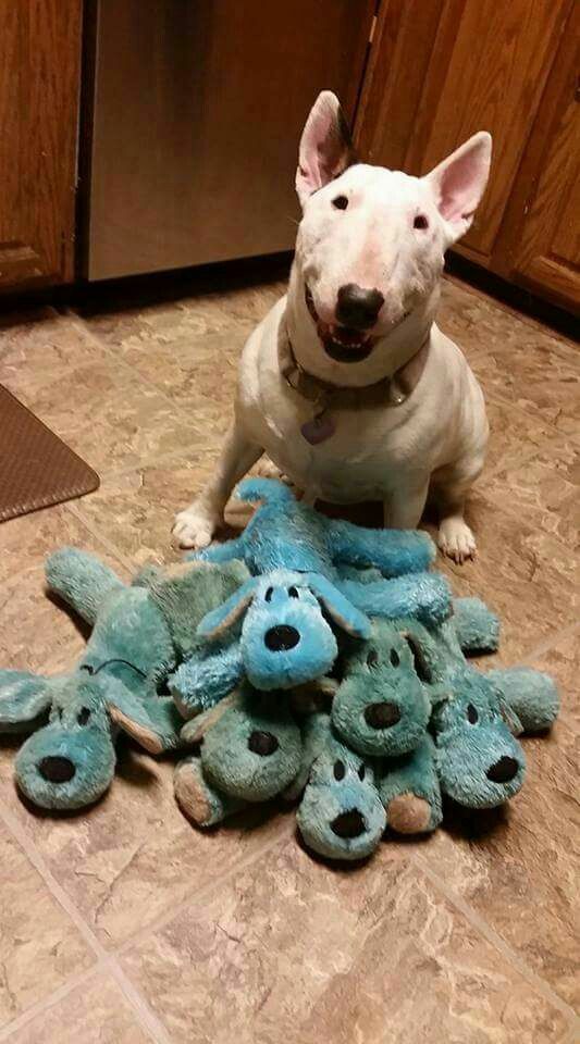 30 Best Toys for English Bull Terriers The Paws