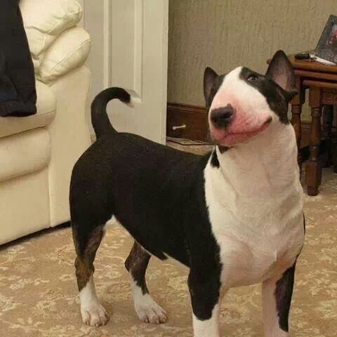 English Bull Terrier smiling sweetly 