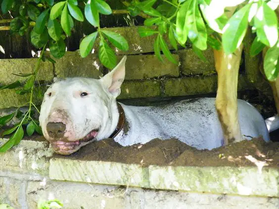English Bull Terrier in the garden covered in dirt