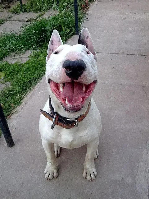 happy English Bull Terrier sitting on the ground