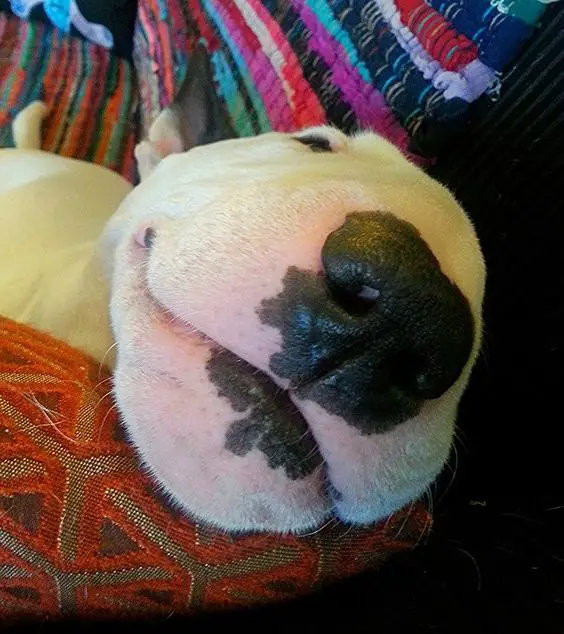 English Bull Terrier sleeping soundly on its bed