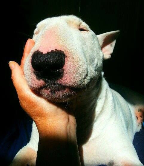 woman touching the face of an English Bull Terrier under the sun