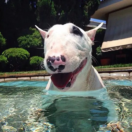 English Bull Terrier swimming in the pool