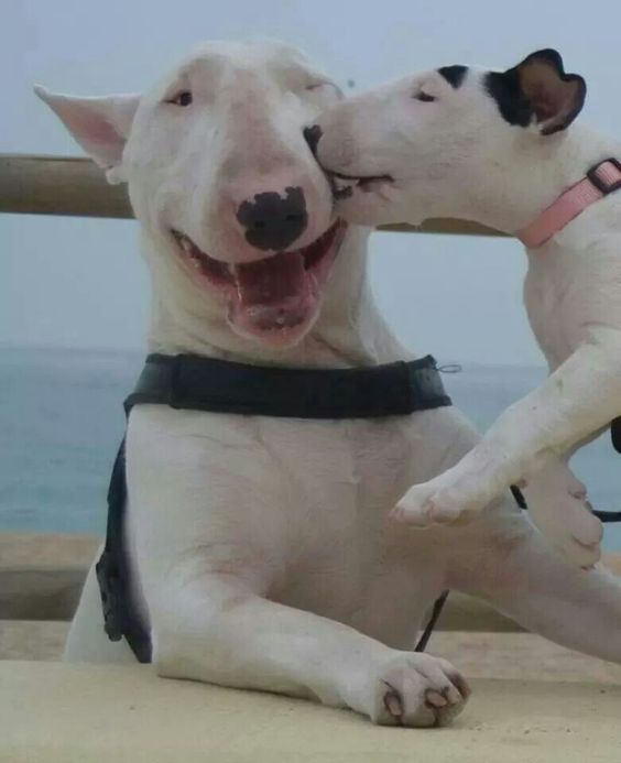 English Bull Terrier puppy licking a English Bull Terrier adult