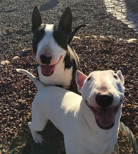 two English Bull Terriers happily taking a walk