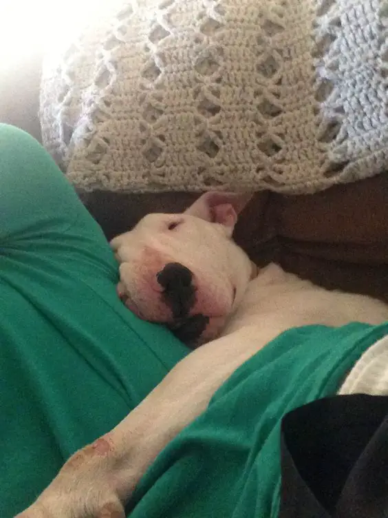 white English Bull Terrier sleeping while hugging its owner in the couch
