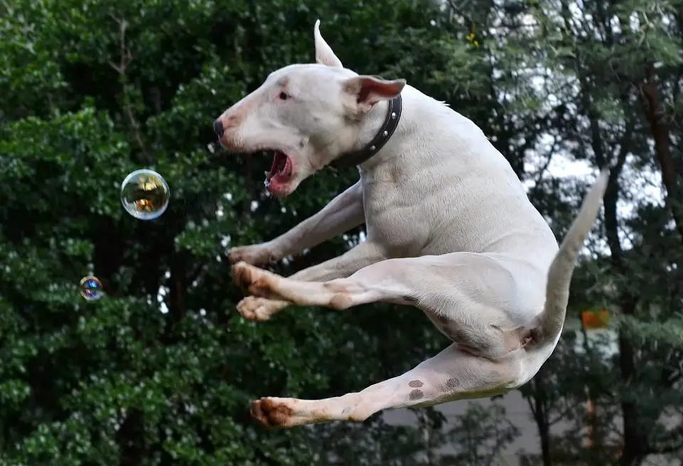 jumping English Bull Terrier catching a bubble