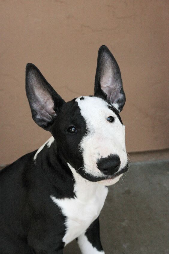 English Bull Terrier sitting on the floor