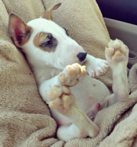 English Bull Terrier puppy sitting on the couch