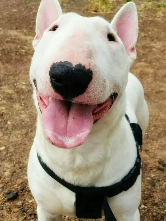 English Bull Terrier smiling with its tongue out