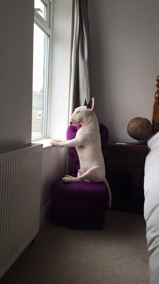 English Bull Terrier sitting on the chair in front of the window