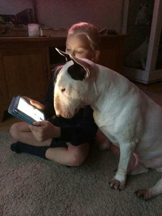 sitting English Bull Terrier looking at an ipad