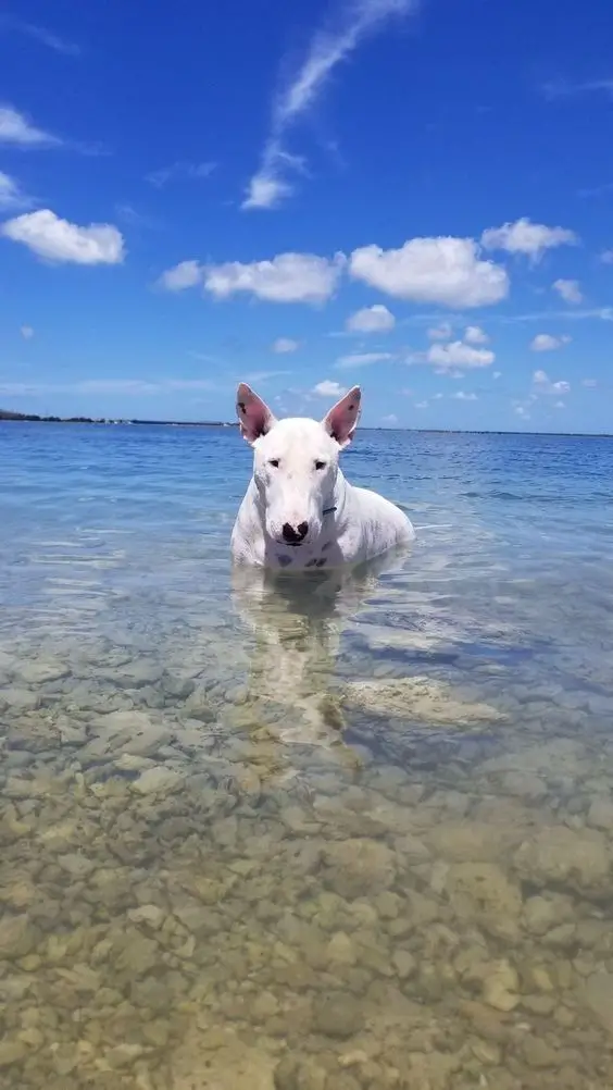 English Bull Terrier in the water