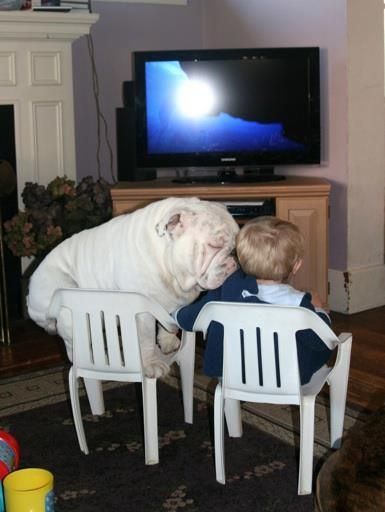 English Bulldog sitting on the chair with its face on the shoulders of a kid