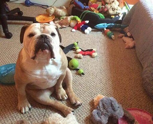 English Bulldog sitting on the floor with its toys