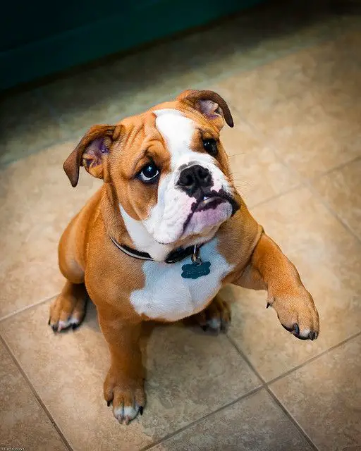 English Bulldog sitting on  the floor with its begging expression