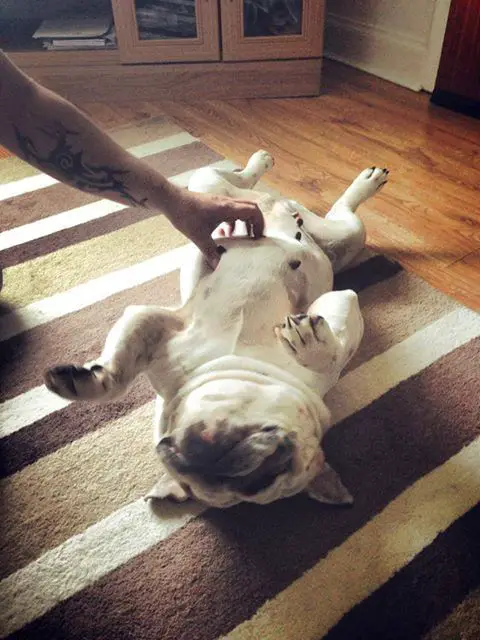 English Bulldog lying on the floor having fun with belly rubs