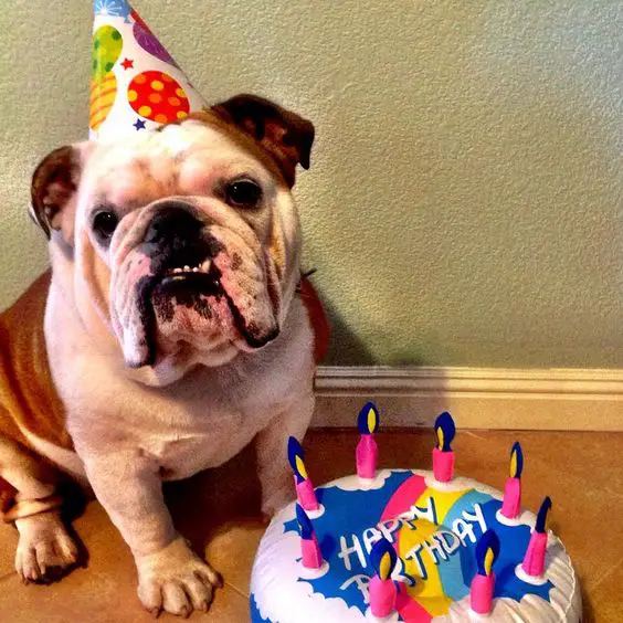 English Bulldog with a birthday hat on top of its face while sitting on the floor in front of its cake