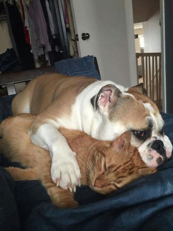 English Bulldog resting on the couch while hugging a sleeping cat