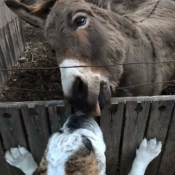 English Bulldog kissing a donkey behind the fence