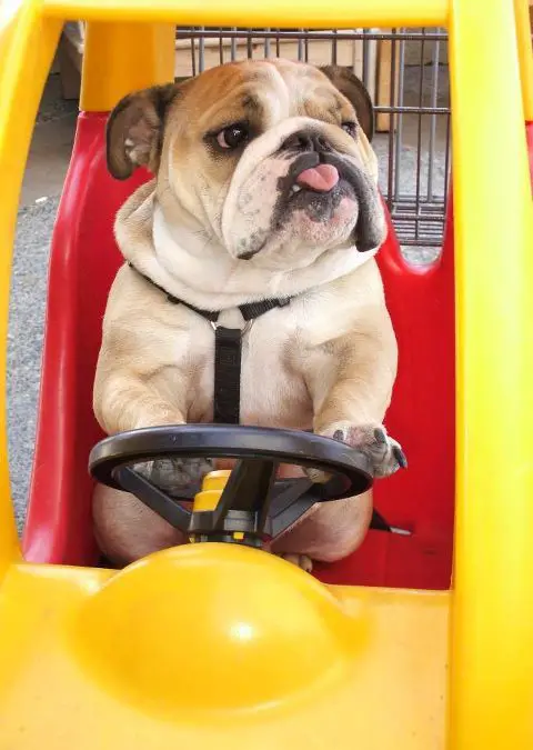 English Bulldog riding a toy car with its tongue sticking out