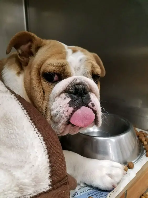 12+ Foods Your English Bulldog Should Never Eat The Paws