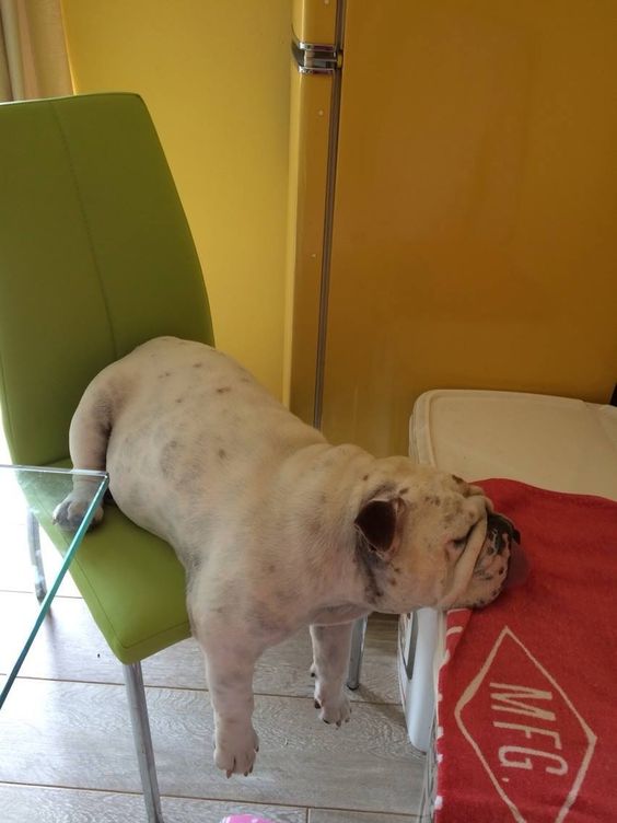 English Bulldog sitting on the chair sleeping with awkward position