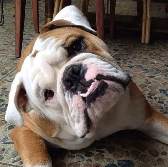 English Bulldog lying on the floor while tilting its head