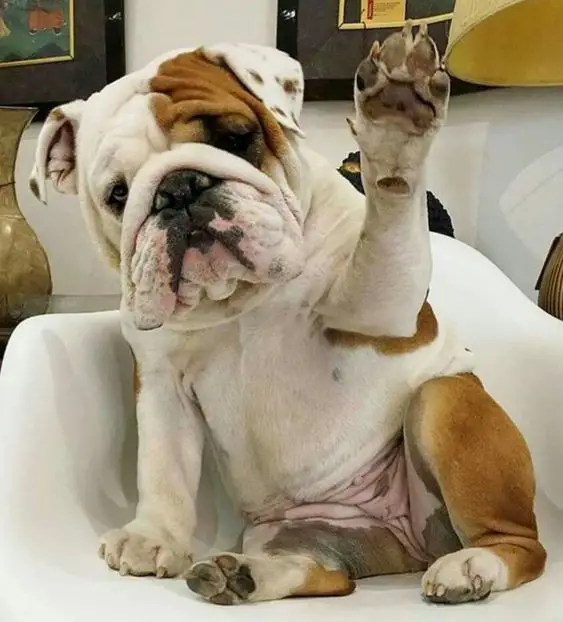 English Bulldog sitting on the chair with its paw up