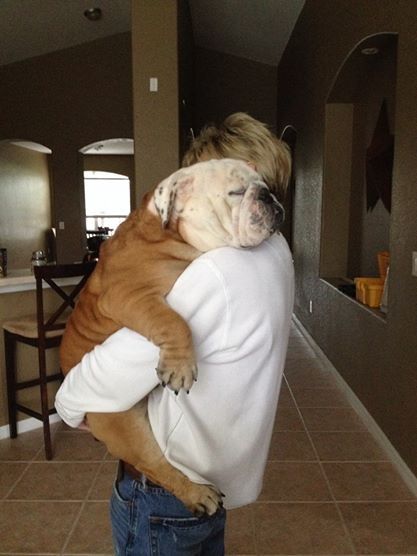 a man carrying an English Bulldog in his arms