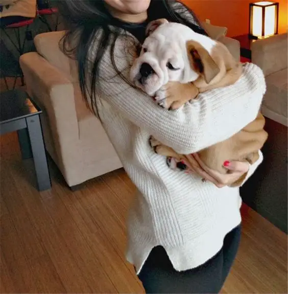 carrying English Bulldog puppy in arms