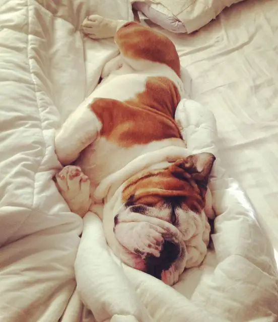 English Bulldog sleeping soundly in bed