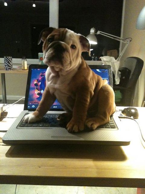 English Bulldog sitting on top of the laptop
