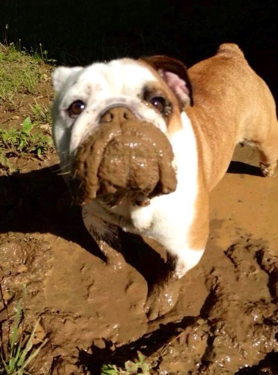 English Bulldog in mud