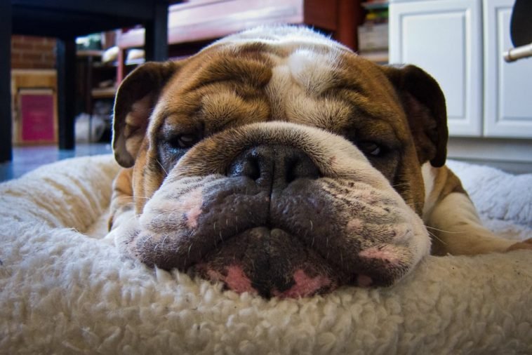 12+ Foods Your English Bulldog Should Never Eat The Paws