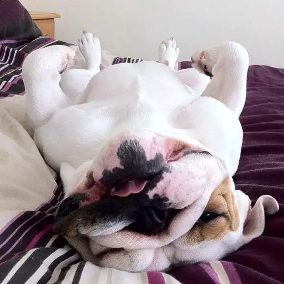 English Bulldog lying down on its back in the bed