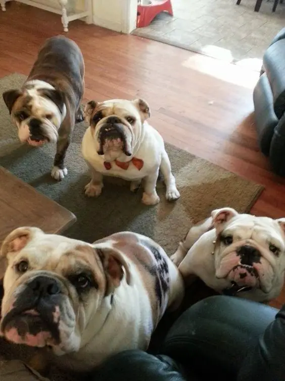 four English Bulldogs sitting on the floor with its begging face