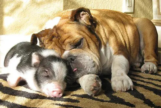 English Bulldog sleeping on the floor with a piglet