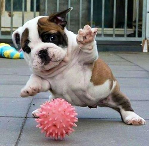 English Bulldog puppy playing with a ball