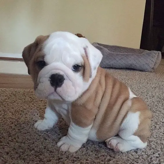 English Bulldog puppy sitting on the floor with its cute belly rolls