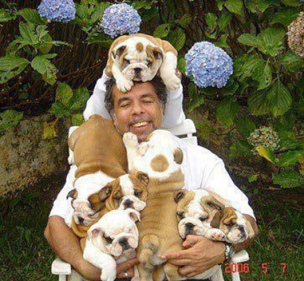 a man carrying English Bulldog puppies