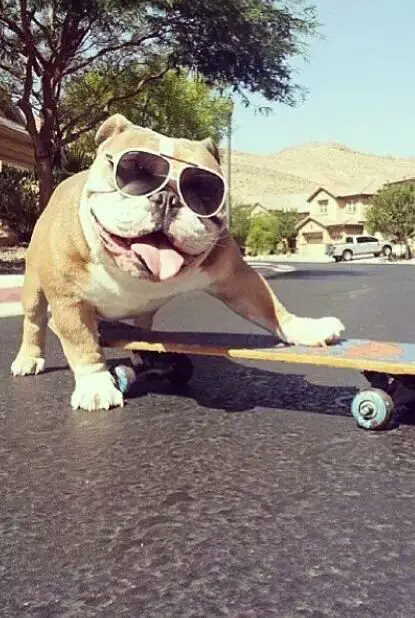  English Bulldog board skating while wearing sunglasses