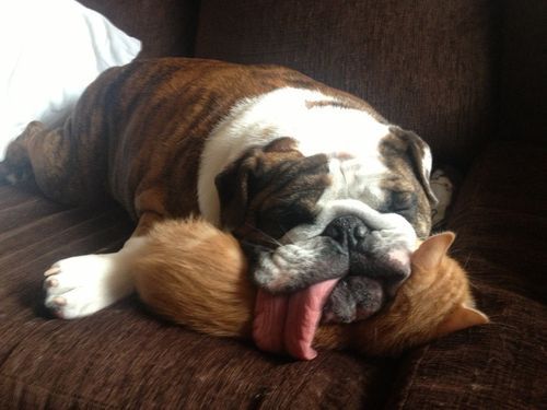 English Bulldog sleeping while its tongue sticking out with its face on top of a cats body