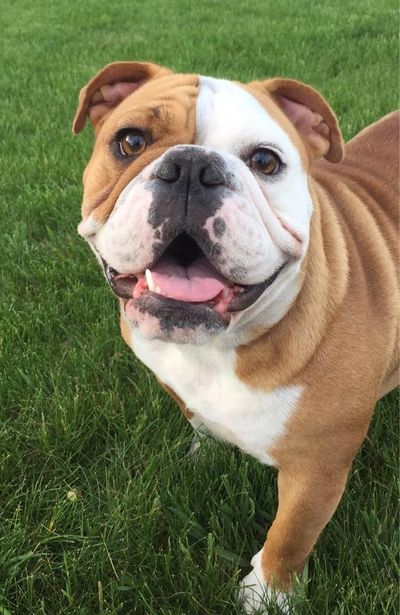 English Bulldog taking a walk in the yard