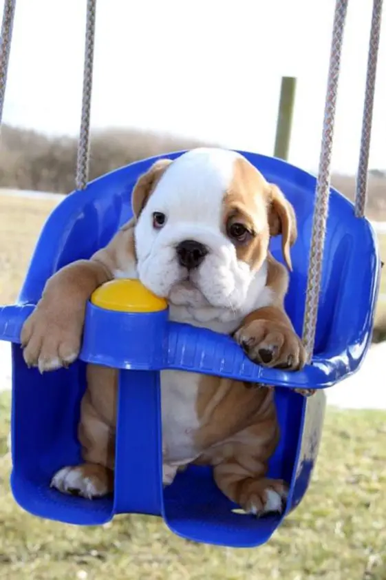English Bulldog puppy in swing