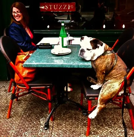 English Bulldog sitting on a chair with its face resting on top of the table