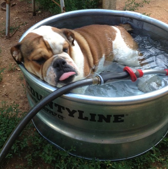 English Bulldog in a tub full of water
